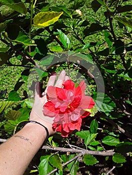 Hibiscus