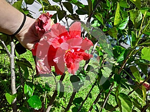 Hibiscus