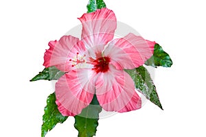 Hibiscus