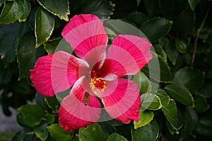 Hibiscus