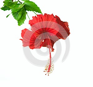 Hibiskus 