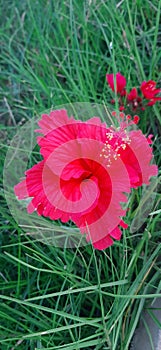 hibiscus Ã°Å¸ÅÂº flower