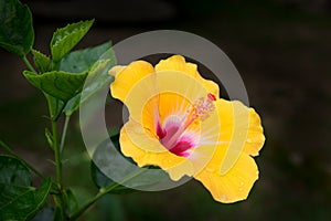 Hibiscus photo