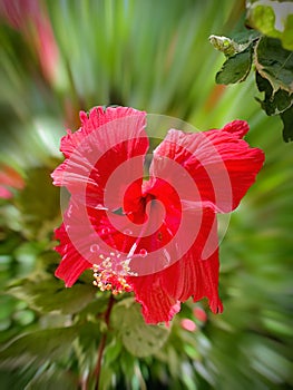 Hibiscus