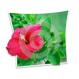 Hibiscus photo