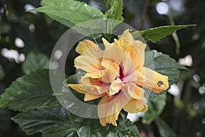 Hibiscus