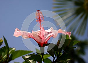 Hibiscus