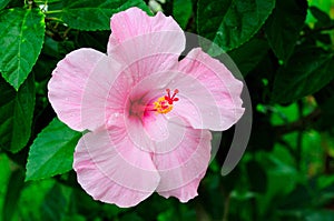 Hibiscus photo