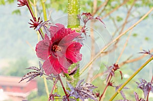 Hibiscus acetosella flower