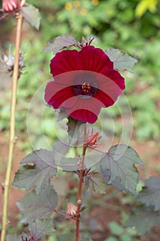 Hibiscus acetosella plant and red flower also known as false roselle