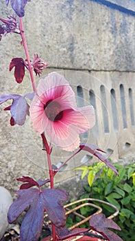 Hibiscus acetosella red flower weathered wall background
