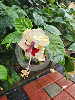 Hibiscus angiosperms photo