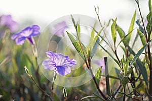 Hibiscus Archeri purple flower with blur foliage bokeh at sunrise