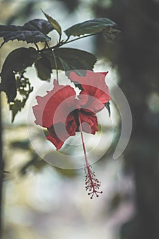 Hibiscus with background blur,Selective focus, Shallow depth of field, Blur, Chrominance noise, Luminance noise, Sharpening