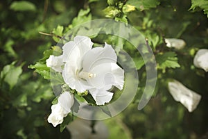 Hibiscus in bloom. Summer nature background with blossom of white flowers copy space.