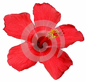 Hibisco flor 