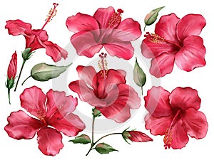 Hibiscus blossoms in watercolor style isolated on white background.