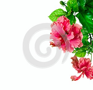 Hibiscus border Design
