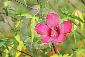 Hibiscus