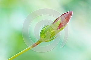 Hibiscus bud