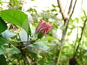 Hibiscus Bud