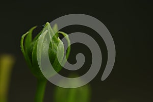 Hibiscus bud