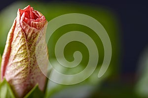 Hibiscus bud