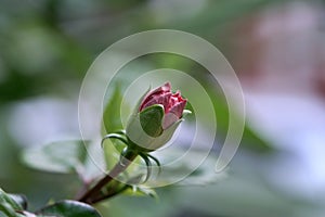 Hibiscus, bud pink flower on blurred nature background