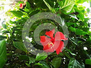 Hibiscus chembarathi flower nature red flower dlower and leaves