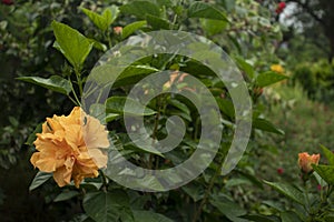 The Hibiscus china rose Hawaiian hibiscus rose