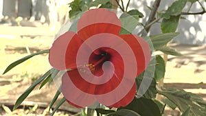 Hibiscus Chinese flower or Chinese rose Latin. Hibiscus rosa-sinensis red