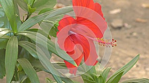 Hibiscus Chinese flower or Chinese rose Latin. Hibiscus rosa-sinensis red