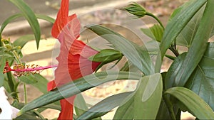 Hibiscus Chinese flower or Chinese rose Latin. Hibiscus rosa-sinensis red