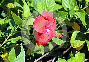 Hibiscus Chinese rose beautiful flower flor hermosa photo