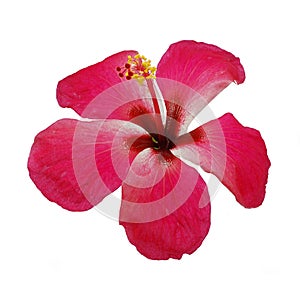 Hibiscus or Chinese rose isolated on white background