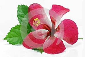 Hibiscus or Chinese rose isolated on white background