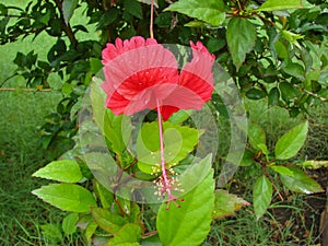 Hibiscus or Chinese Rose Red Flower Macro  Shot