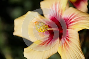 Hibiscus Closeup, Stigma - Outside