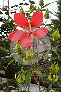 Hibiscus coccineus photo