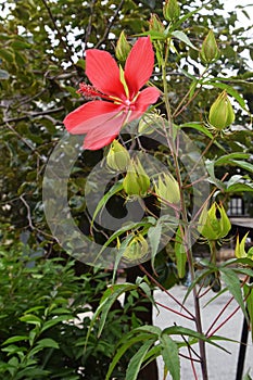 Hibiscus coccineus photo