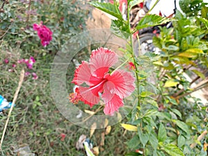 Scarlet rosemallow and Rose plant in garden campus area focus on Scarlet rose mallow flower photo