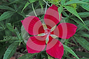 Hibiscus coccineus or scarlet rosemallow, huge, exuberant red flower isolated photo