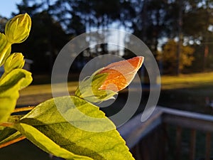 A hibiscus covered in the first frost