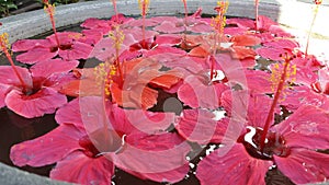 Hibiscus floral arrangement