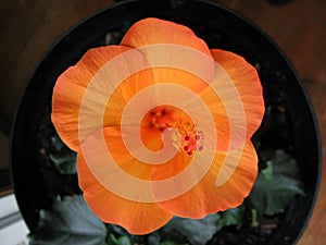 Closeup of an Orange Hibiscus Flower in full bloom.