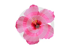 Hibiscus flower