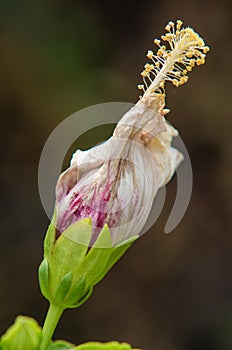 Hibiscus Flower