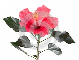 Hibiscus flower