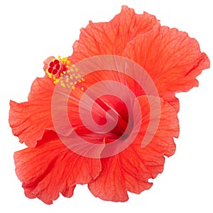 Hibiscus flower