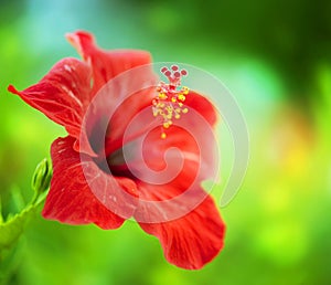 Hibiscus Flower